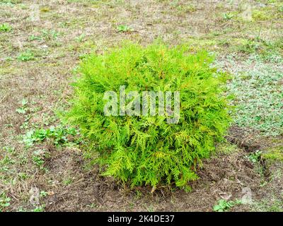 Kleine kugelförmige dekorative Thuja im Gras auf dem Rasen Stockfoto