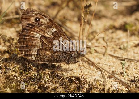 Nahaufnahme des Äschen Schmetterlings, Hipparchia semele gut getarnt mit seinen geschlossenen Flügeln auf dem Boden Stockfoto