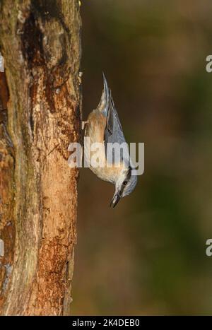 Eurasischer Kleiber, Sitta europaea, ernährt sich von verfaulenden Baumstämmen im Wald. Stockfoto