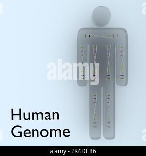 3D Illustration von symbolischen DNA-Doppelhelixen in einem menschlichen Körper Stockfoto