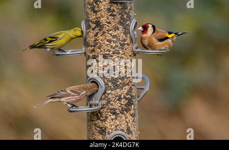 Waldvogelfutterhäuschen für Finken, mit Fütterung von Goldfinken, Siskins und kleinen Rotkehlchen. Blashford Lakes, Hampshire. Stockfoto