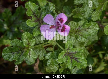 Oakleaf-Geranie, Pelargonium quercifolium, blühfest. Aus Südafrika. Stockfoto