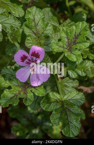 Oakleaf-Geranie, Pelargonium quercifolium, blühfest. Aus Südafrika. Stockfoto