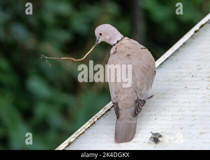 Eurasische Kragentaube, Streptopelia decaocto, mit Nistmaterial, auf einem Zweig in der Nähe des Nestes im Apfelbaum thront. Stockfoto