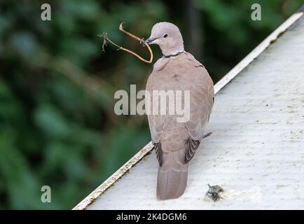 Eurasische Kragentaube, Streptopelia decaocto, mit Nistmaterial, auf einem Zweig in der Nähe des Nestes im Apfelbaum thront. Stockfoto