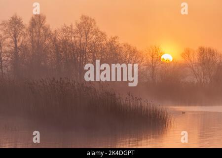 See, Schilf- und Erlenbäume in der Morgendämmerung, an der Hammauer, Somerset-Ebenen. Stockfoto