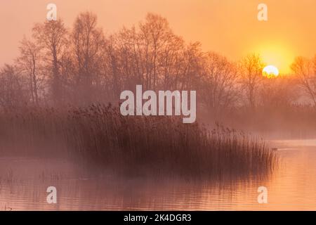 See, Schilf- und Erlenbäume in der Morgendämmerung, an der Hammauer, Somerset-Ebenen. Stockfoto