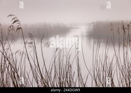 Schilfbett und See an einem nebligen Morgen im frühen Frühjahr. Somerset Levels. Stockfoto