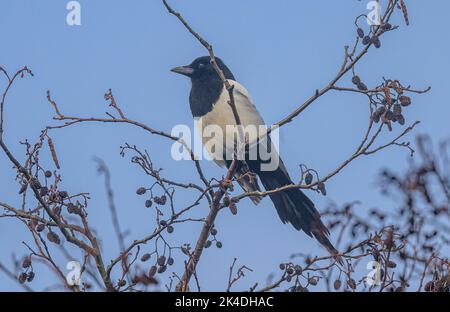 Eurasische Elster, Pica pica, im späten Winter im Hawthorn-Busch gelegen. Stockfoto