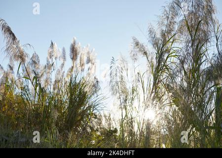 Schilf, das im Wind gegen den blauen Himmel schwankt Stockfoto