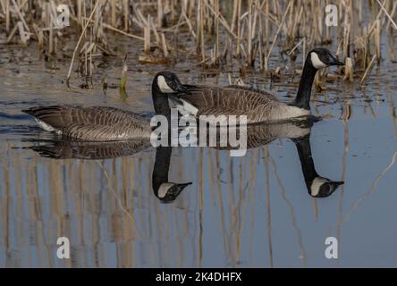Paar Kanadagänse, Branta canadensis beim Schwimmen auf dem ruhigen See Suffolk. Stockfoto