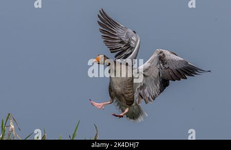 Graugans, Anser anser, kommt am See an Land. Suffolk. Stockfoto