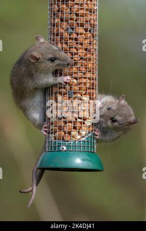 Braune Ratten, Rattus norvegicus, Fütterung am Vogelfutter Erdnussfutter im frühen Frühjahr. Stockfoto