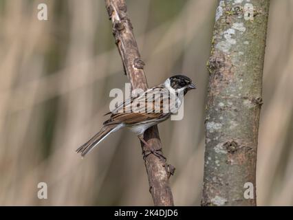 Rüden-Schilfbunker, Emberiza schoeniclus, thront im Frühling im Busch. Stockfoto