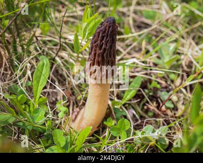 Braune essbare Beutelpilze nannten die wahren Morchellen der Gattung Morchella am Berg Mokra Gora in der Nähe von Tutin im Südwesten Serbiens Stockfoto