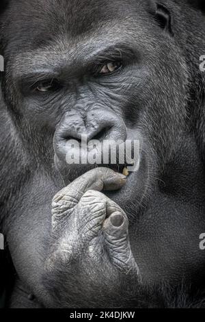 Vertikales Porträt eines männlichen Gorillas, der auf seinen Finger beißt Stockfoto