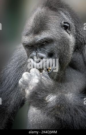 Vertikales Porträt eines männlichen Gorillas, der auf seinen Finger beißt Stockfoto