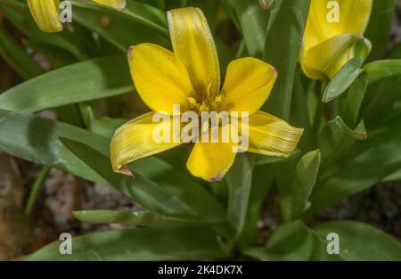 Tulip, Tulipa urumiensis, blühenkraut, Iran, Stockfoto