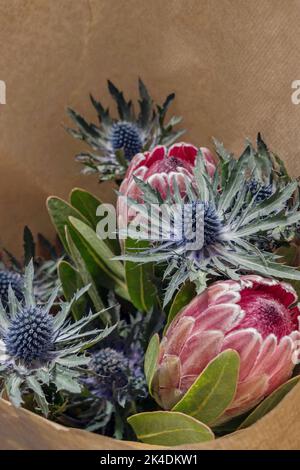 Südafrikanische Protea Blume und Eryngium Blumenstrauß in Geschenkpapier Stockfoto