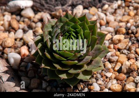 Sydney Australien, Nahaufnahme von Sempervivum Sukulent im Steingarten Stockfoto