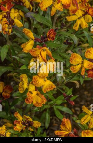 Wandblume, Erysimum cheiri, blühend. Weit kultiviert und eingebürgert. Griechenland. Stockfoto