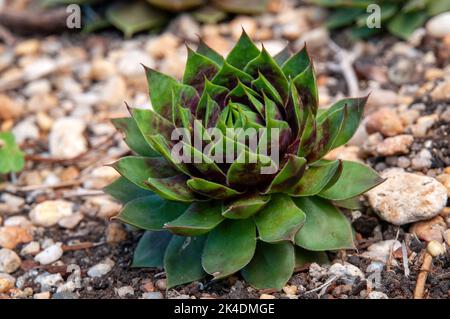 Sydney Australien, Nahaufnahme von sempervivum 'Killer' Sukkkulent im Steingarten Stockfoto