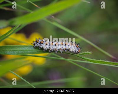 Einzelne Raupe des gefleckten fritllären Schmetterlings (lateinischer Name: Melitaea didyma) auf dem Gras am Berg Mokra Gora bei Tutin im Südwesten Südostens Stockfoto