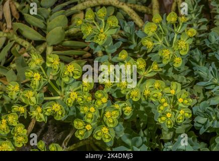 Blauer Blütenstachel, Myrsiniten der Ehorbia-Pflanze, blühend. Stockfoto