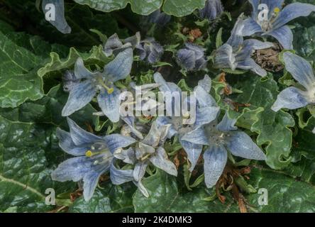Mandrake, Mandragora officinarum, blüht im Frühling. Stockfoto