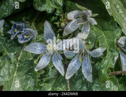 Mandrake, Mandragora officinarum, blüht im Frühling. Stockfoto