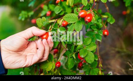 Rote Hagebutten auf einem Busch mit grünen Blättern. Die Hand einer Frau erntet an einem Herbsttag gesunde rote Beeren. Stockfoto
