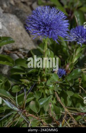 Die haarblühende Globe Daisy, Globularia trichosantha, blüht in einem Steingarten. Bulgarien. Stockfoto