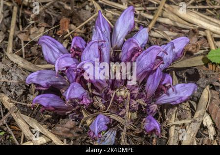 Lila Zahnkraut, Lathraea clandestina in Blüte, parasitär auf alten Pappelbäumen. Stockfoto