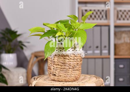 Tropische 'Epipremnum Aureum Lemon Lime'-Zimmerpflanze mit neongrünen Blättern im Blumentopf auf dem Tisch im Wohnzimmer Stockfoto