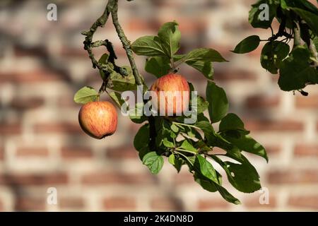 Traditionelle Äpfel des Königs der Pippins, die im Spätsommerlicht vor einer Ziegelmauer an einem Ast hängen Stockfoto