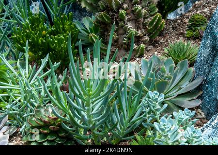 Sydney Australien, Blick auf den Sukkulenten Garten mit blauen Chalksticks und verschiedenen echeveria-Pflanzen Stockfoto