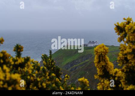 Howth Head, Irland - 18. 2022. Mai: Baily Lighthouse, Howth Head bei schlechtem Wetter durch den gelben Gorse (Ulex) geschossen Stockfoto