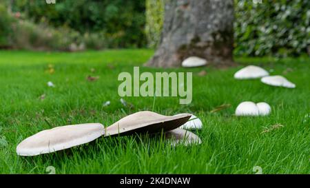Pilze, die in einem Märchenring auf einem Rasen im dunklen Morgenlicht wachsen Stockfoto
