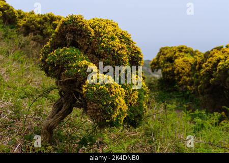 Ulex Busch (allgemein bekannt als Gorse, Furze oder Whin) auf der irischen Insel Howth Stockfoto