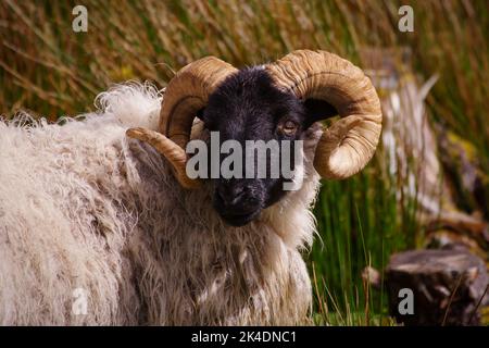 Porträt eines Mayo connemara Schwarzgesicht Schafe im Gras mit selektivem Fokus liegen Stockfoto