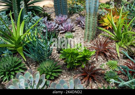 Sydney Australien, Blick auf den Sukkkenkulenten Garten mit einer Vielzahl kleiner Pflanzen Stockfoto