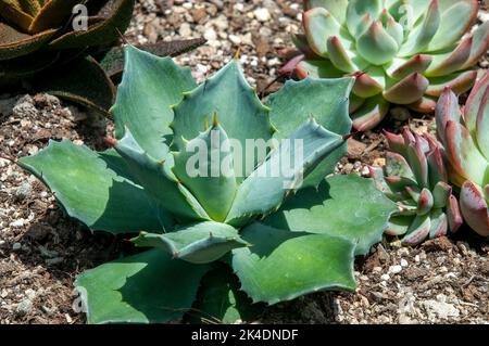 Sydney Australien, Agave im Sukkkkenkulent Stockfoto