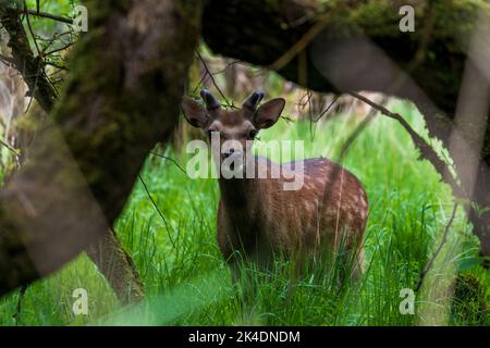 Frei wandernden Sika-Buck (Cervus nippon), der auf einem sonnigen Fleck in einem dunklen Wald am Lough Leane in der Nähe von Ross Castle Killarney steht Stockfoto