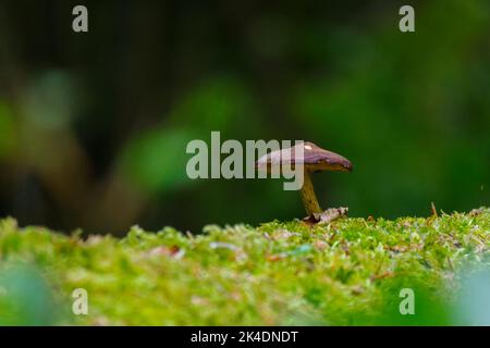 Kleiner Pilz, der auf Moos in einem dunklen Wald wächst Stockfoto