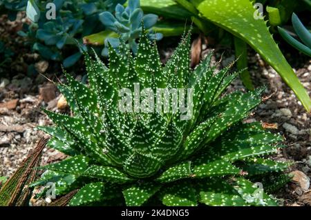 Sydney Australia, Aloe aristata oder Spitzen-Aloe in einem sukkkkkkkkenden Garten Stockfoto