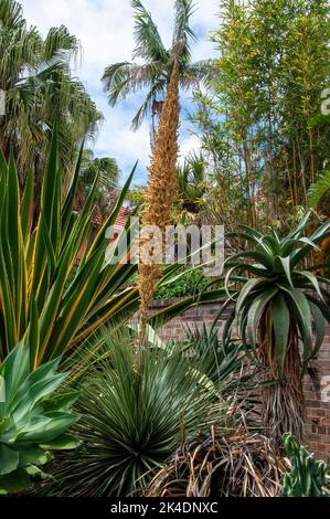 Sydney Australia, dasylirion wheeleri mit Blütenstiel im Kaktusgarten Stockfoto