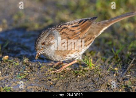 Dunnock, Prunella modularis, Fütterung auf feuchtem Boden im Winter. Stockfoto