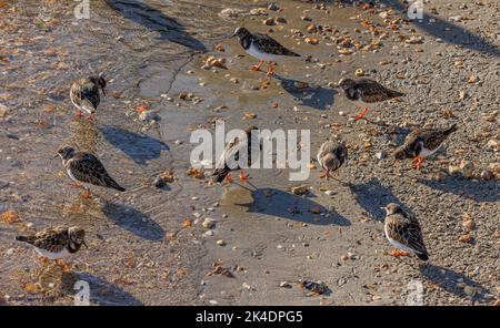 Gruppe von Steinwäldern, Arenaria interpres, im Winter Gefieder, Fütterung entlang der Tideline. Hampshire. Stockfoto