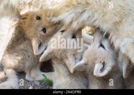 Arctic Wolf Welpen säugen Stockfoto