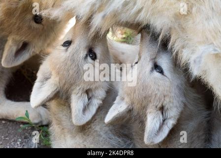 Arctic Wolf Welpen säugen Stockfoto